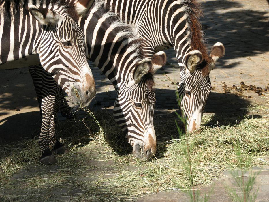 Die Speisung der gestreiften