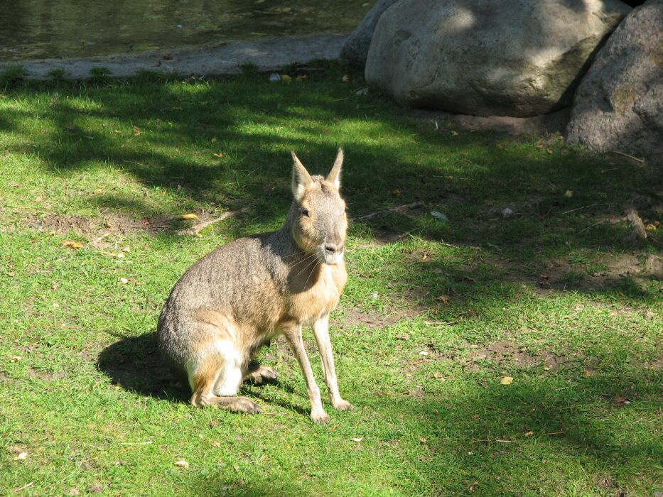 Kapitales Berliner Karnickel