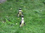 Brillenpinguin (Spheniscus-demersus)