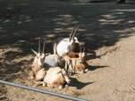 Sbelantilope (Oryx dammah)