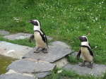 Brillenpinguin (Spheniscus-demersus)