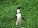 Brillenpinguin (Spheniscus-demersus)