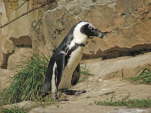 Brillenpinguin (Spheniscus demersus)
