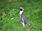 Brillenpinguin (Spheniscus-demersus)