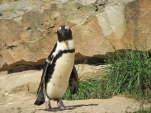 Brillenpinguin (Spheniscus demersus)