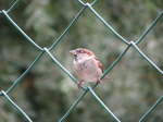 Haussperling (Passer domesticus)