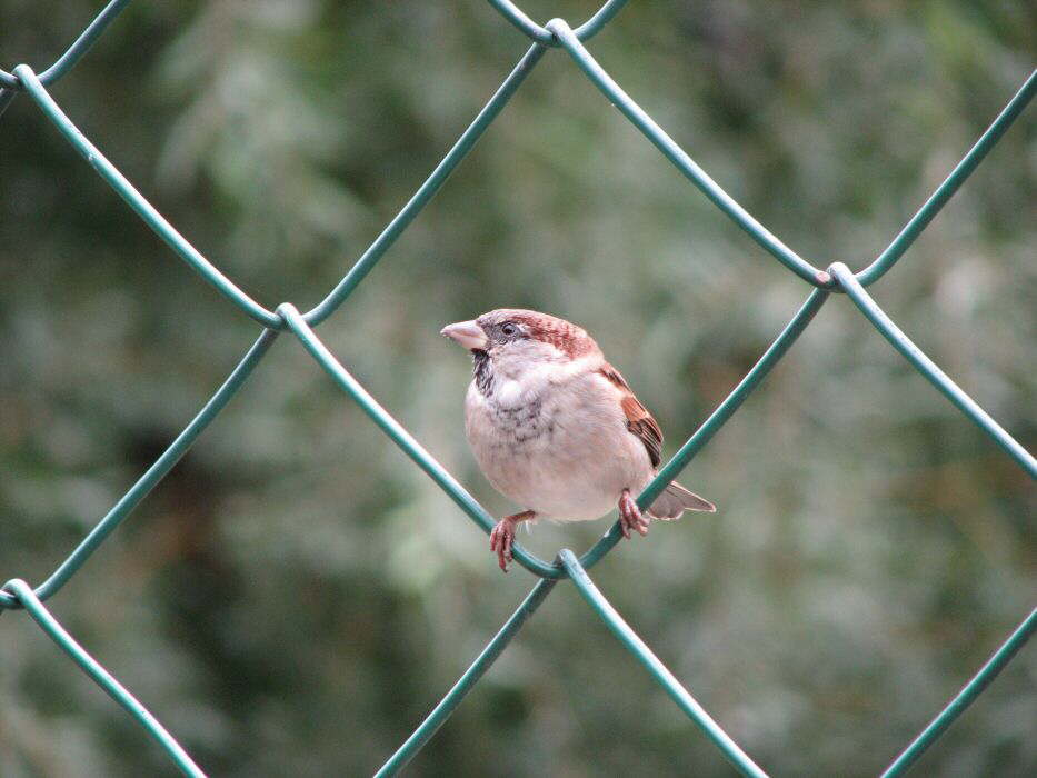 Berliner Rautenspatz