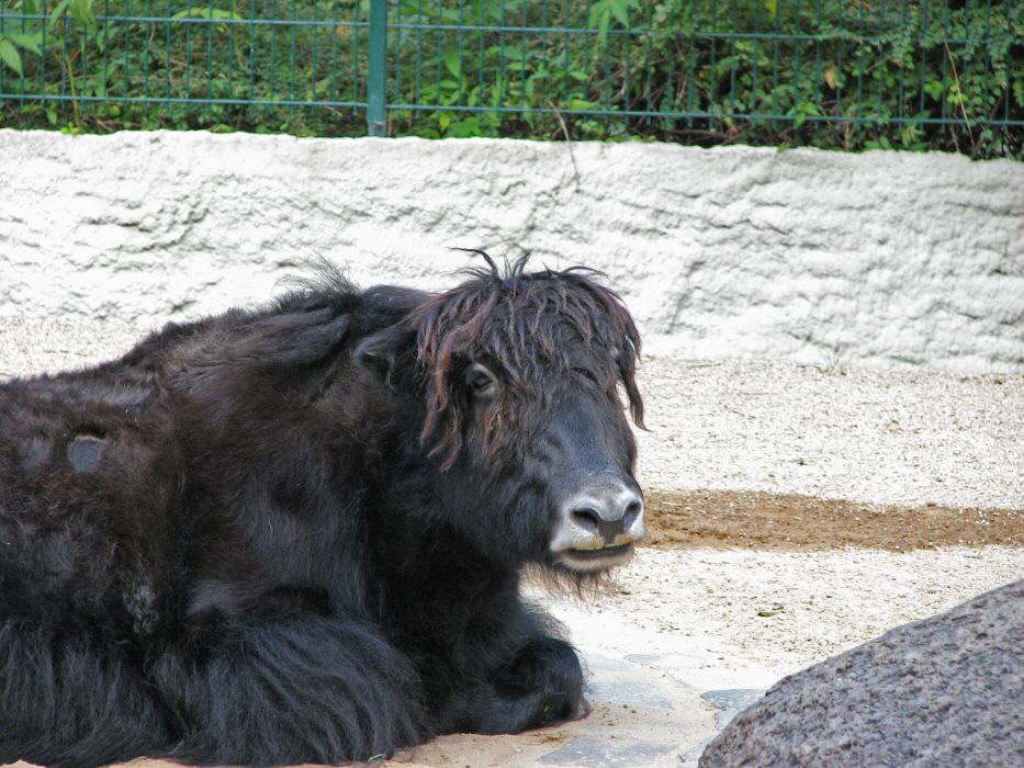 Warten auf den Fris�r