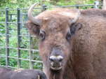 Wisent oder Europischer Bison (Bison bonasus)