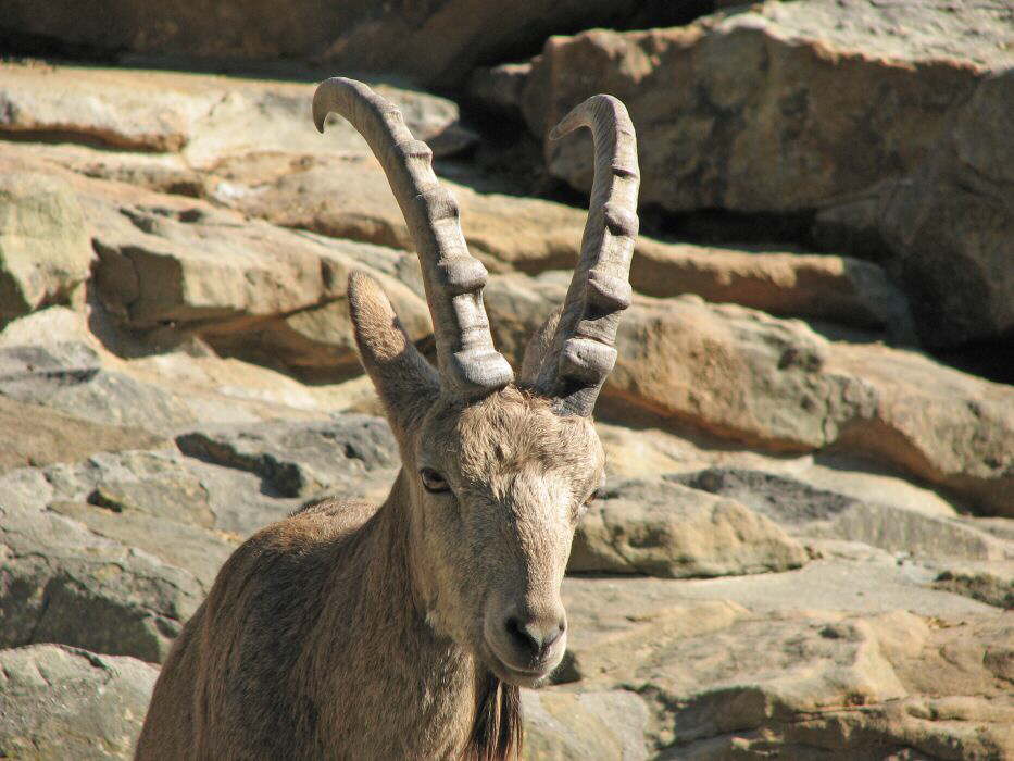 Sibirisches Sternzeichen