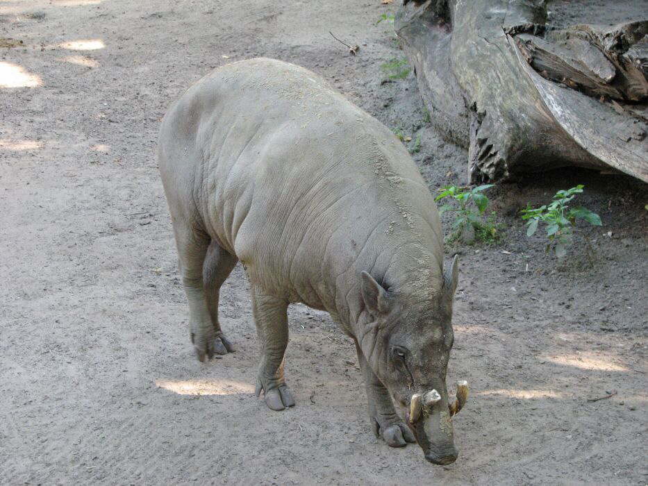 Indonesisches Kampfschwein