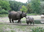 Panzernashorn (Rhinoceros unicornis)