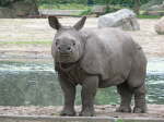 Panzernashorn (Rhinoceros unicornis)