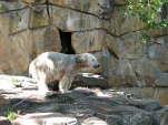 Eisb�r Knut (Ursus maritimus)