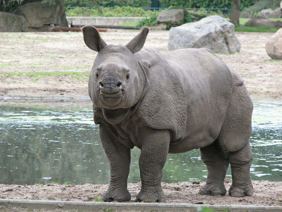 Kleines Nashorn ohne Horn