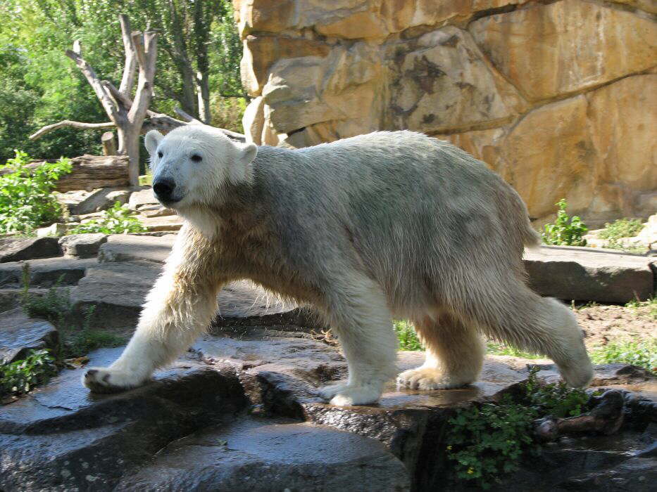 Action Knut