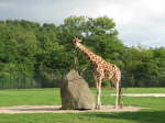 Uganda oder Rothschildgiraffe (Giraffa camelopardalis rothschildi)