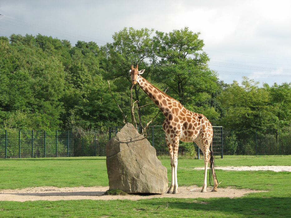 Ein Giraff