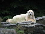 Eisb�r (Ursus maritimus)