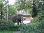 Asiatischer Elefant (Elephas maximus)
