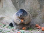 Alpenmurmeltier (Marmota marmota)