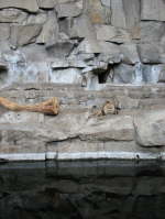 Asiatischer Lwe (Panthera leo persica)